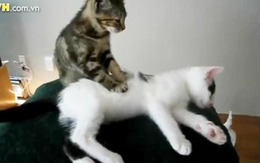 Khi động vật có những phản ứng "khó đỡ"